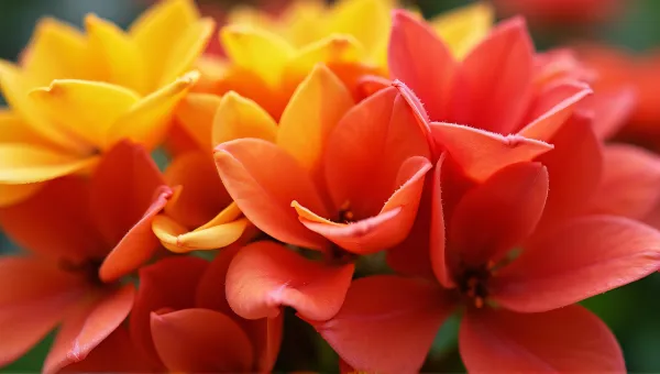 Red And Gold Floral Cluster With Soft Lighting