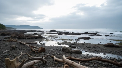 Rocky Shoreline With Tide Pools And Driftwood
