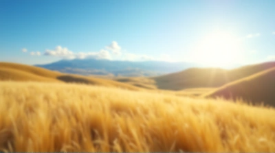 Rolling Golden Hills Under Clear Blue Sky