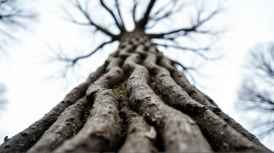 Rugged Tree Trunk With Textured Bark Detail