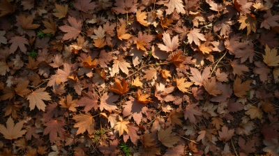Rust Colored Leaves Scattered On Forest Floor