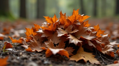 Rust-Toned Dry Foliage On Forest Floor
