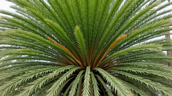 Sago Palm Fronds Close-Up Symmetrical Pattern