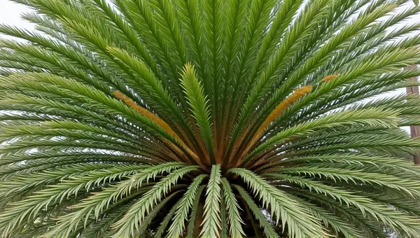 Sago Palm Fronds Close-Up Symmetrical Pattern