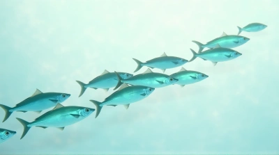 School Of Slender Colorful Fish Swimming Diagonally