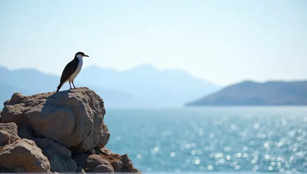 Seabird Perched On Coastal Cliff With Ocean View
