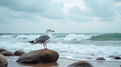 Seagull on Textured Stone by Rough Shoreline