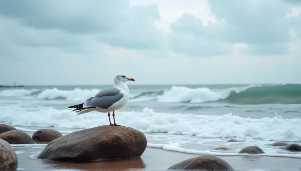 Seagull on Textured Stone by Rough Shoreline