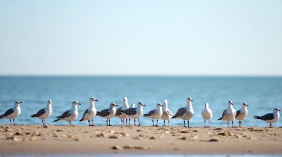 Seagulls Gathering Near Water Edge Under Clear Sky