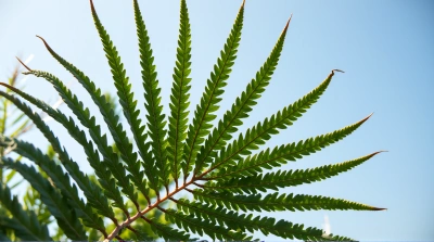 Serrated Fern Fronds Against Clear Sky