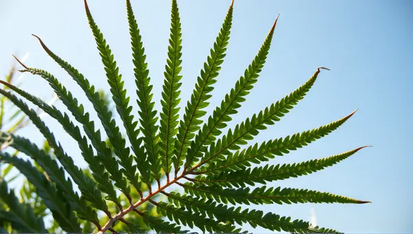 Serrated Fern Fronds Against Clear Sky