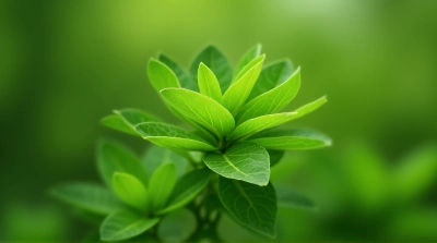 Sharp Focus On Textured Leaf Cluster In Garden