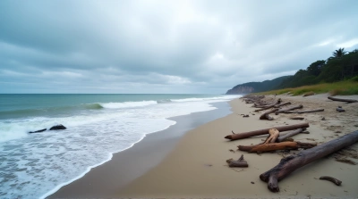 Shoreline Meeting Ocean Foam And Driftwood