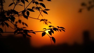 Silhouette Of Leaves Overlapping At Sunset