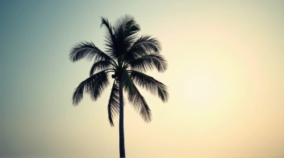 Silhouetted Tall Palm Tree With Curved Fronds
