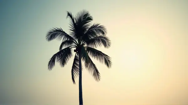 Dark silhouette of a tall palm tree with curved fronds against a softly glowing sky and ample negative space