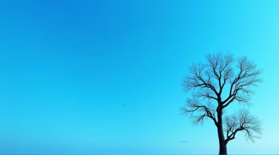 Silhouetted Twisting Tree Limbs Under Expansive Sky