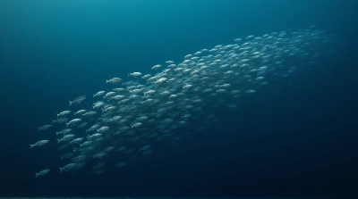 Silver Fish School Moving Through Blue Water