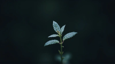 Silvery Foliage Plant Against Dark Background