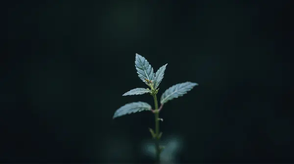 Silvery Foliage Plant Against Dark Background