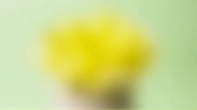 Single Bloom With Bright Citrus Petals In Ceramic