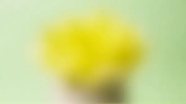 Close-up of a single vibrant bloom with lemon and lime petals in a smooth ceramic container against a soft gradient background.
