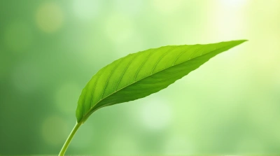 Single Leaf Detail With Soft Light