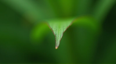 Single Leaf Focus With Soft Background Blur