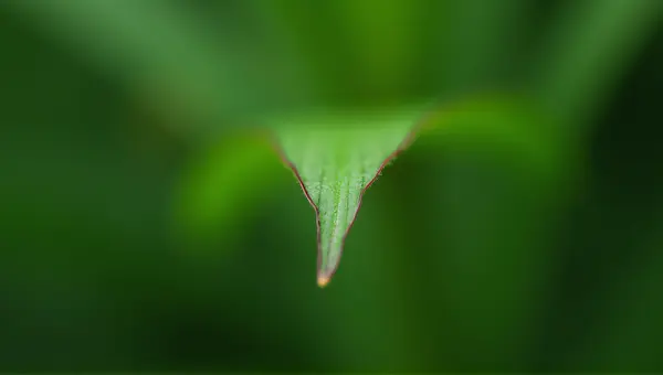 Single Leaf Focus With Soft Background Blur