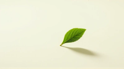 Single Leaf Texture On Soft Pale Surface