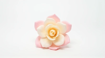 Single Pale Blush Bloom On Clean White Surface