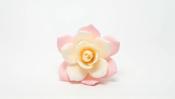 Single Pale Blush Bloom On Clean White Surface