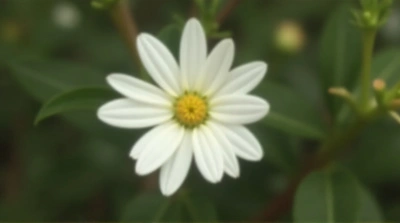 Single Pale Flower Blossom Focused Detail