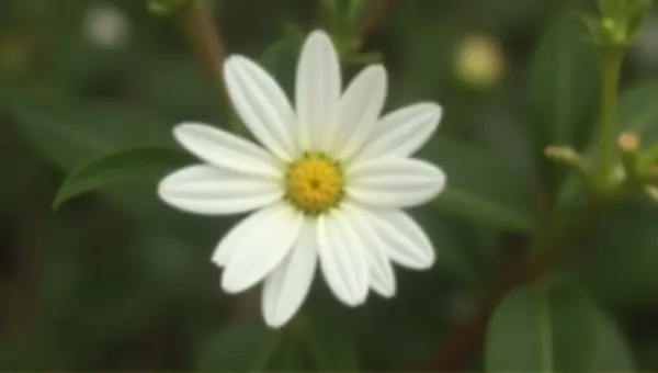 Single Pale Flower Blossom Focused Detail