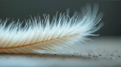 Single Pale Plume With Intricate Barbs