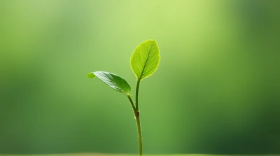 Single Vibrant Leaf Sprouting From Stem