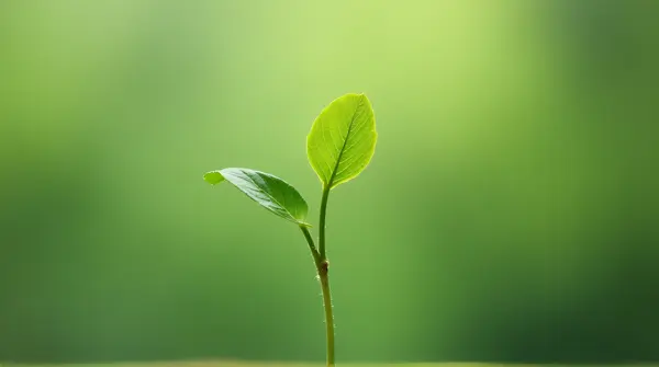 A single vibrant leaf emerging from a slender stem with soft blurred background and balanced lighting.