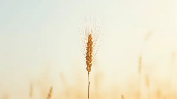 A single wheat stalk stands upright with textured kernels and slender leaves against a soft sky gradient.