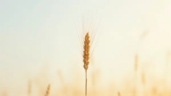 Single Wheat Stalk Against Soft Sky Gradient