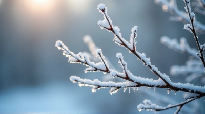 Slender Branches Covered In Delicate Ice Particles