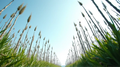 Slender Coastal Plant Trunks Against Clear Sky