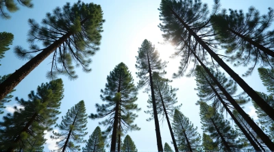 Slender Conifers Against Clear Blue Sky