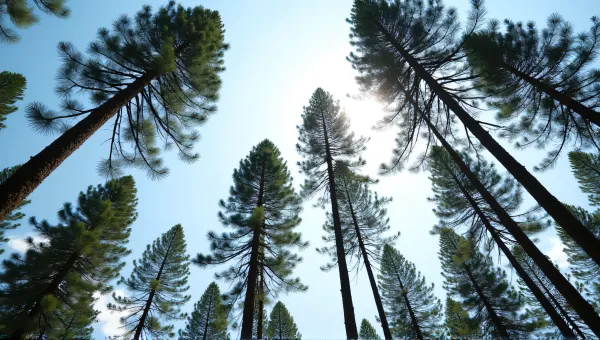 Slender Conifers Against Clear Blue Sky