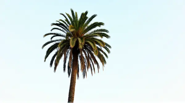 Slender Palm Tree Under Bright Sky