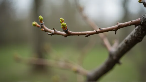Slender Woody Limb With Emerging Buds Close-Up