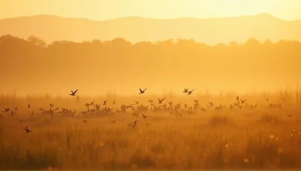 Small Birds Scattered Across Golden Meadow At Sunrise