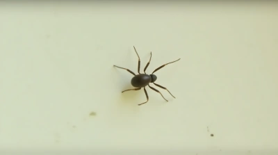 Small Dark Arachnid Crawling On Pale Surface