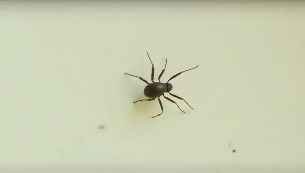 Small Dark Arachnid Crawling On Pale Surface