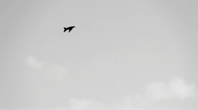Small Flying Insect Mid-Air Black And White