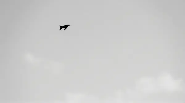 Small Flying Insect Mid-Air Black And White